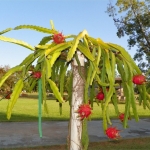 Product image thumbnail